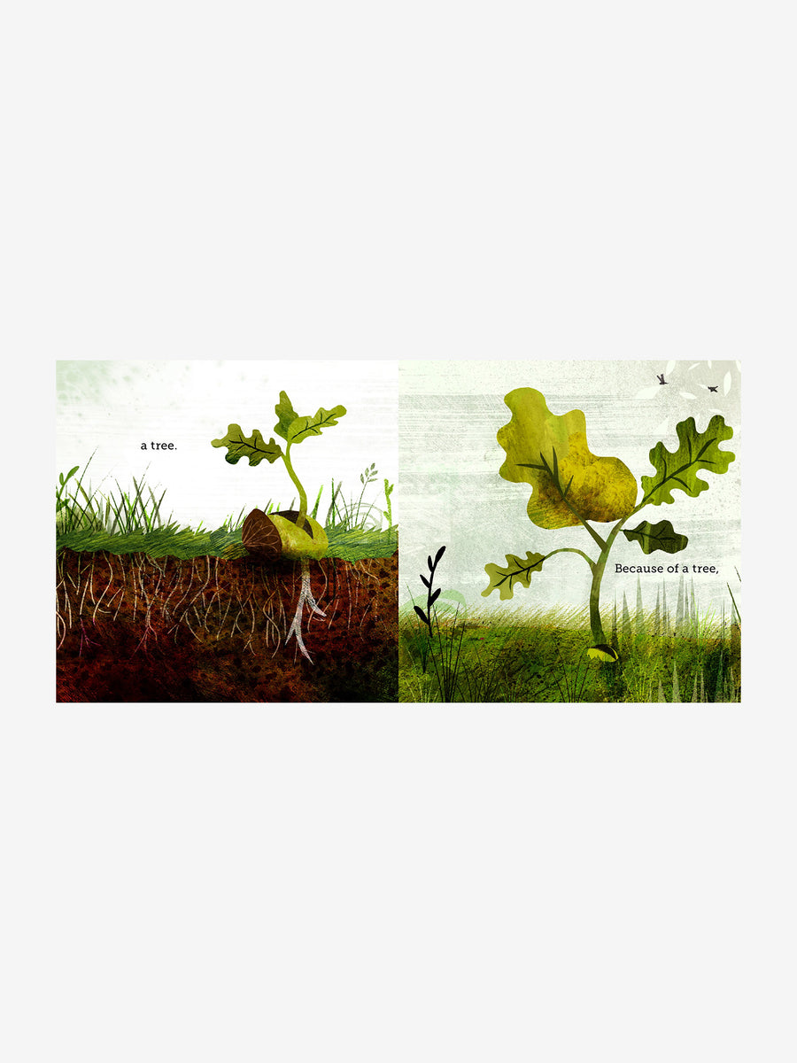 Because of An Acorn