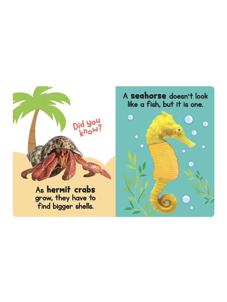 Animals Touch and Feel Book Kids :Nursery :Books :Toys :Learning Little Hippo Books 